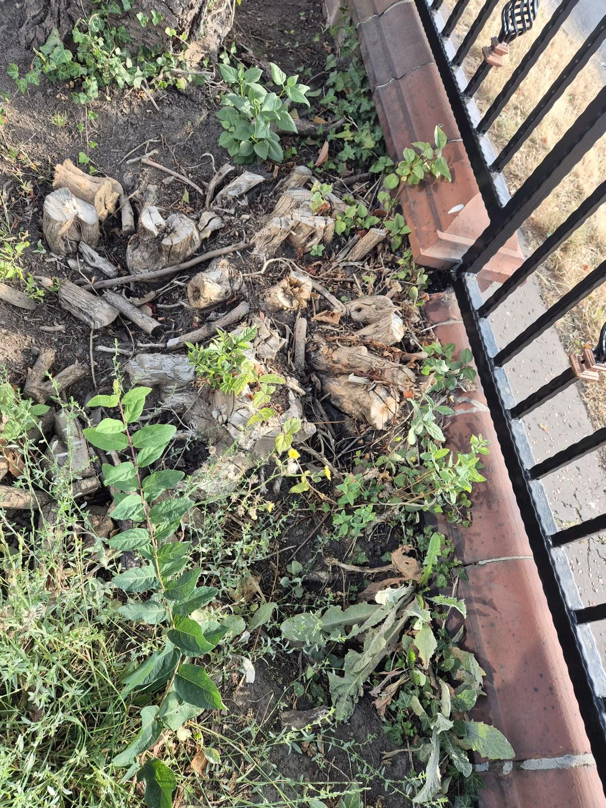 ROOT REMOVAL